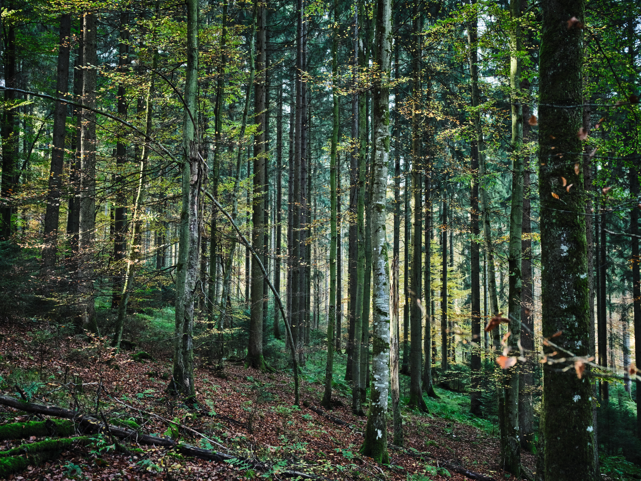 Bosque de abedules