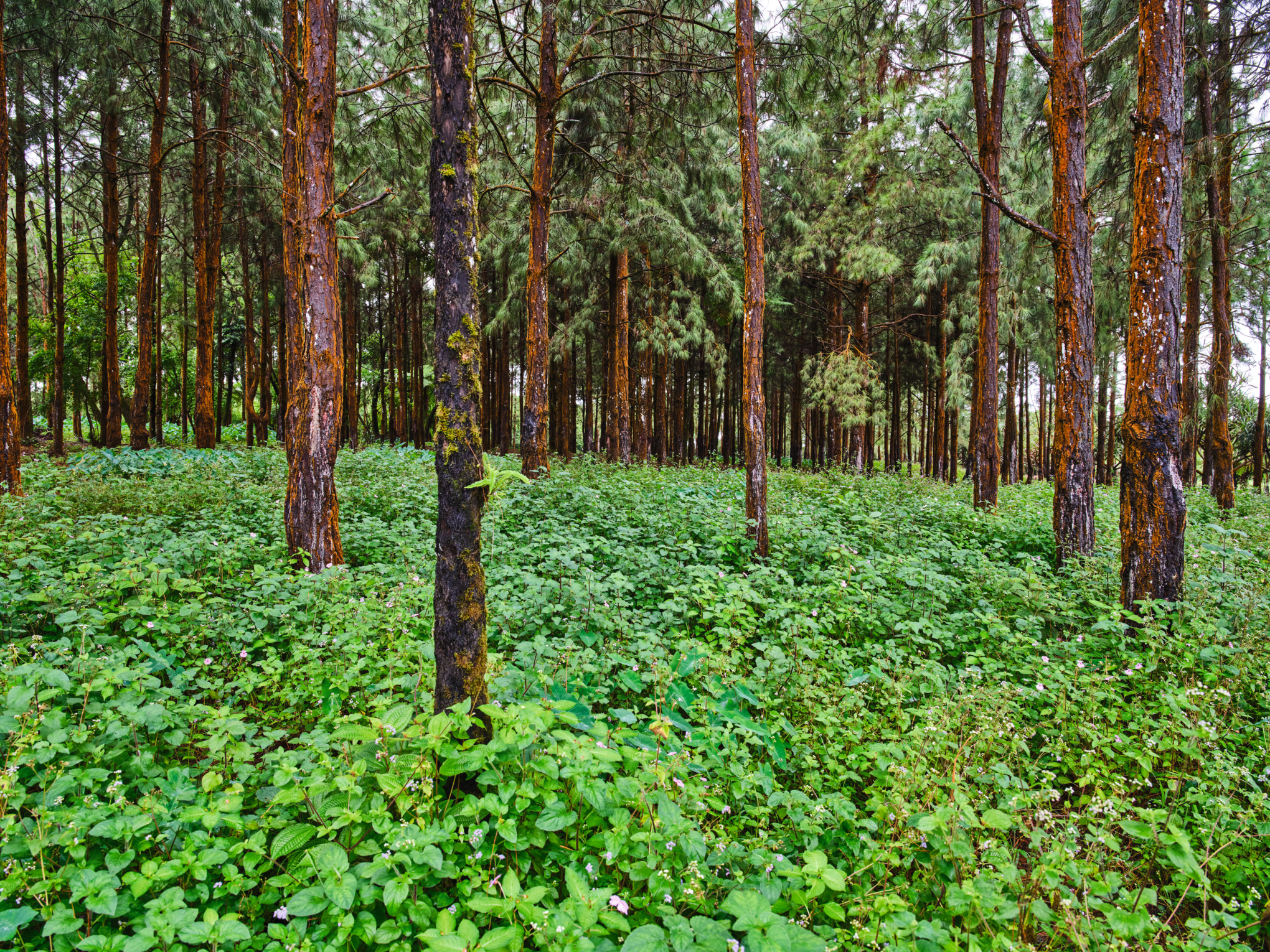 Bosque de pinos