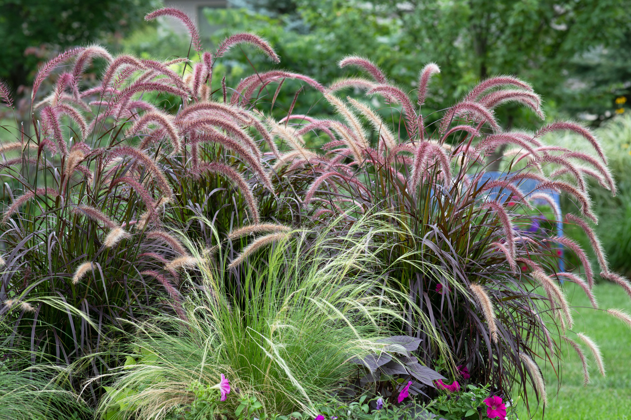 Gramíneas en tonos rojos y verdes en una parcela de jardín