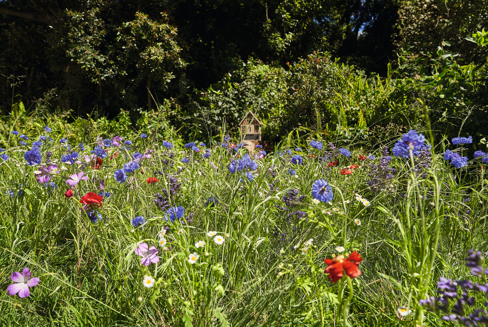 Pradera de flores silvestres con amapola y aciano, con árboles al fondo