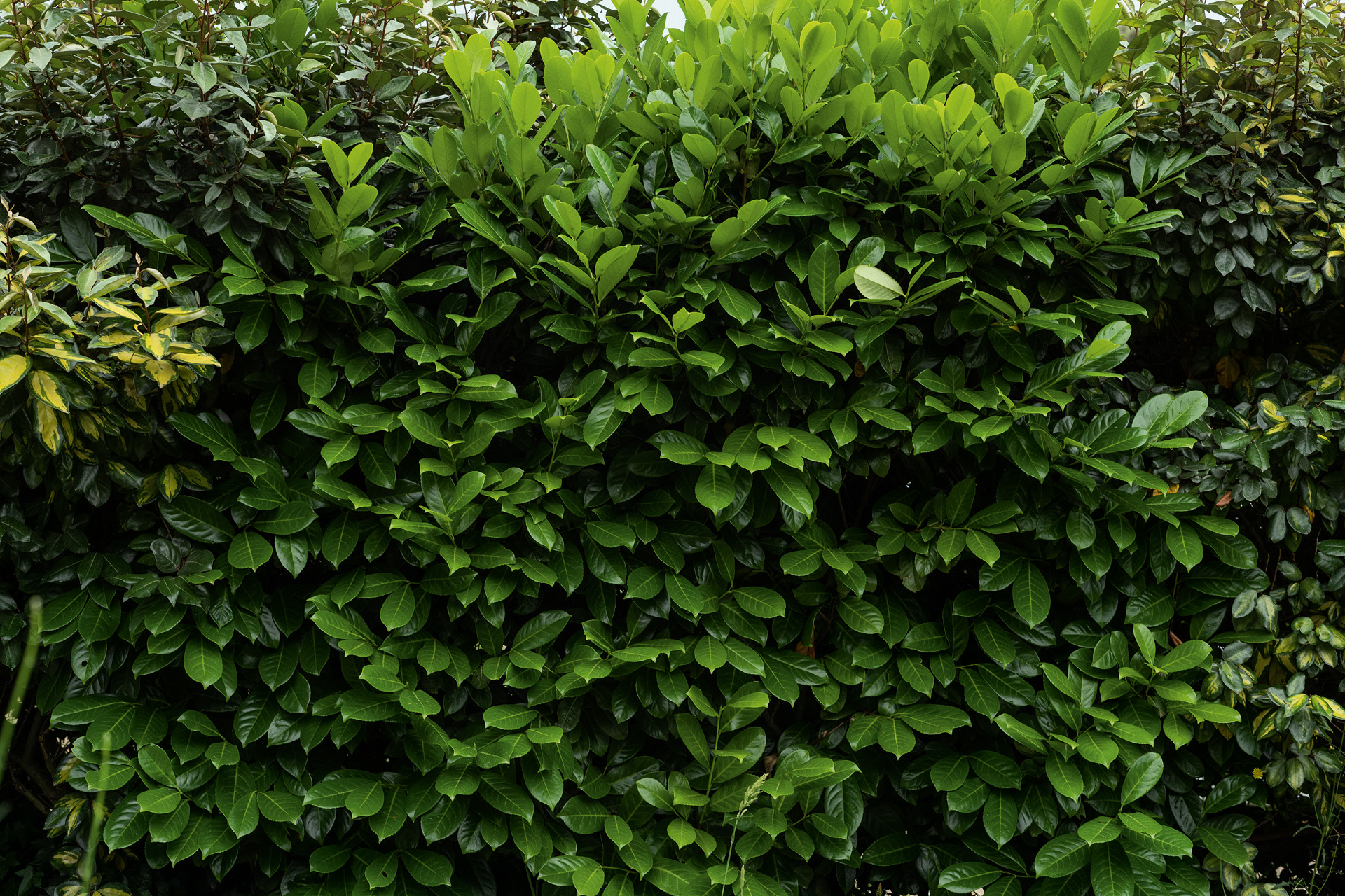 Hojas verde oscuro de un seto de laurel cerezo