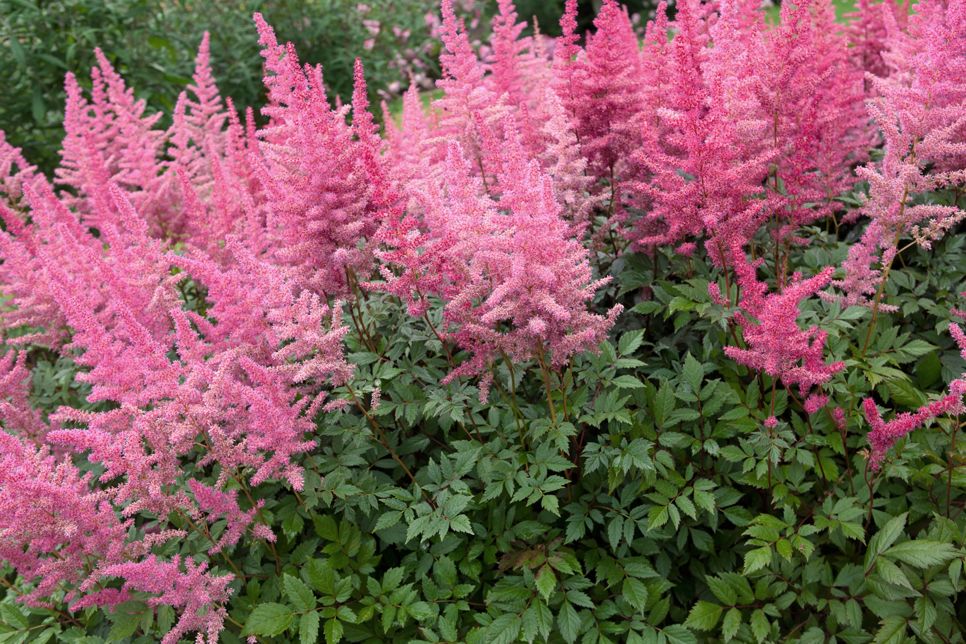 Astilbe rosa en flor