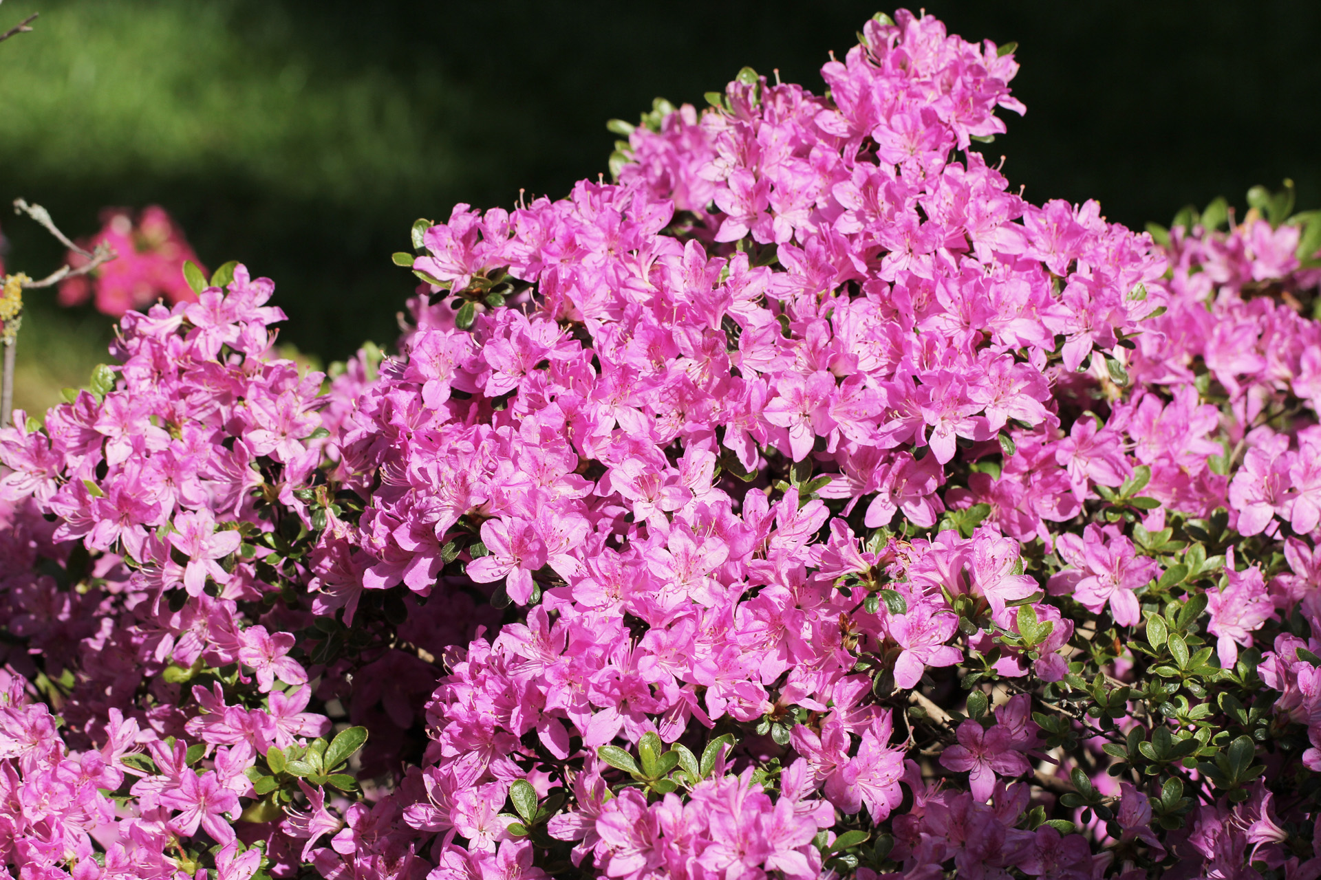 Primer plano de las flores rosas de una azalea