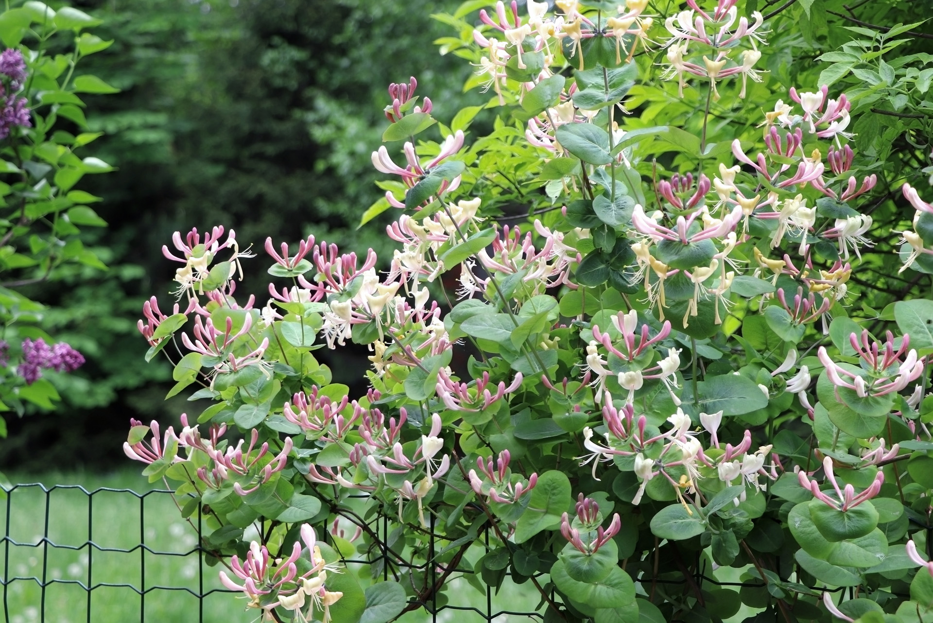 Arbusto de madreselva en flor