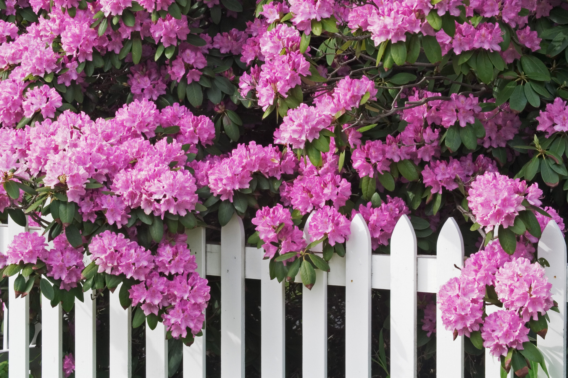 Flores rosas brillantes de un seto de rododendro sobre una valla blanca