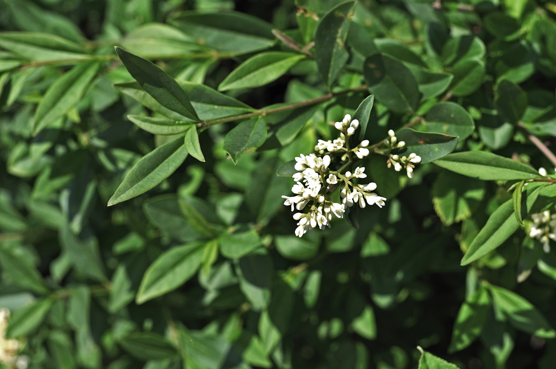 Primer plano de las flores blancas y las hojas verdes de un seto de aligustres