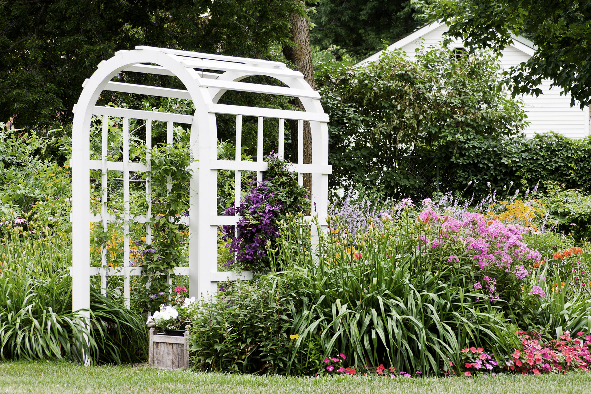 Celosía blanca entre las plantas de flor rosa y púrpura en el jardín