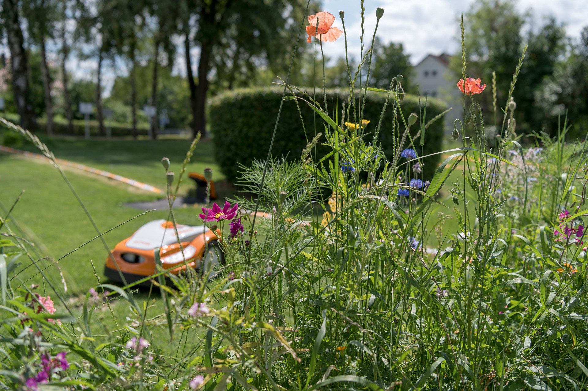 Amapola roja, aciano y otras flores silvestres; en segundo plano, un robot cortacésped STIHL iMOW® con estación de carga en un jardín