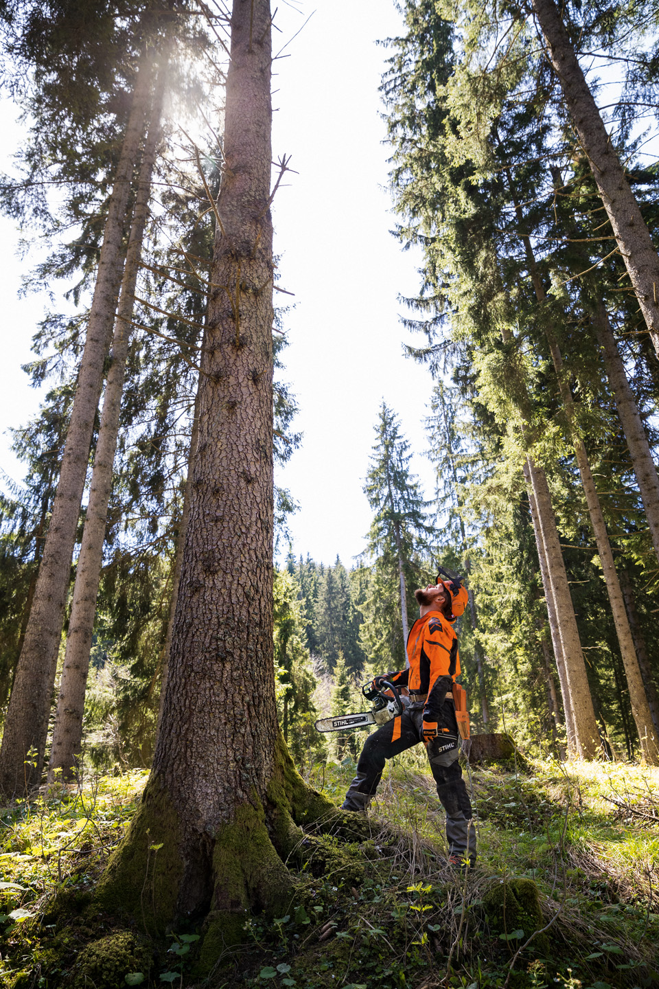 Una persona que lleva un EPI para motosierra STIHL, sostiene una motosierra de gasolina STIHL MS 462 CM junto a un árbol