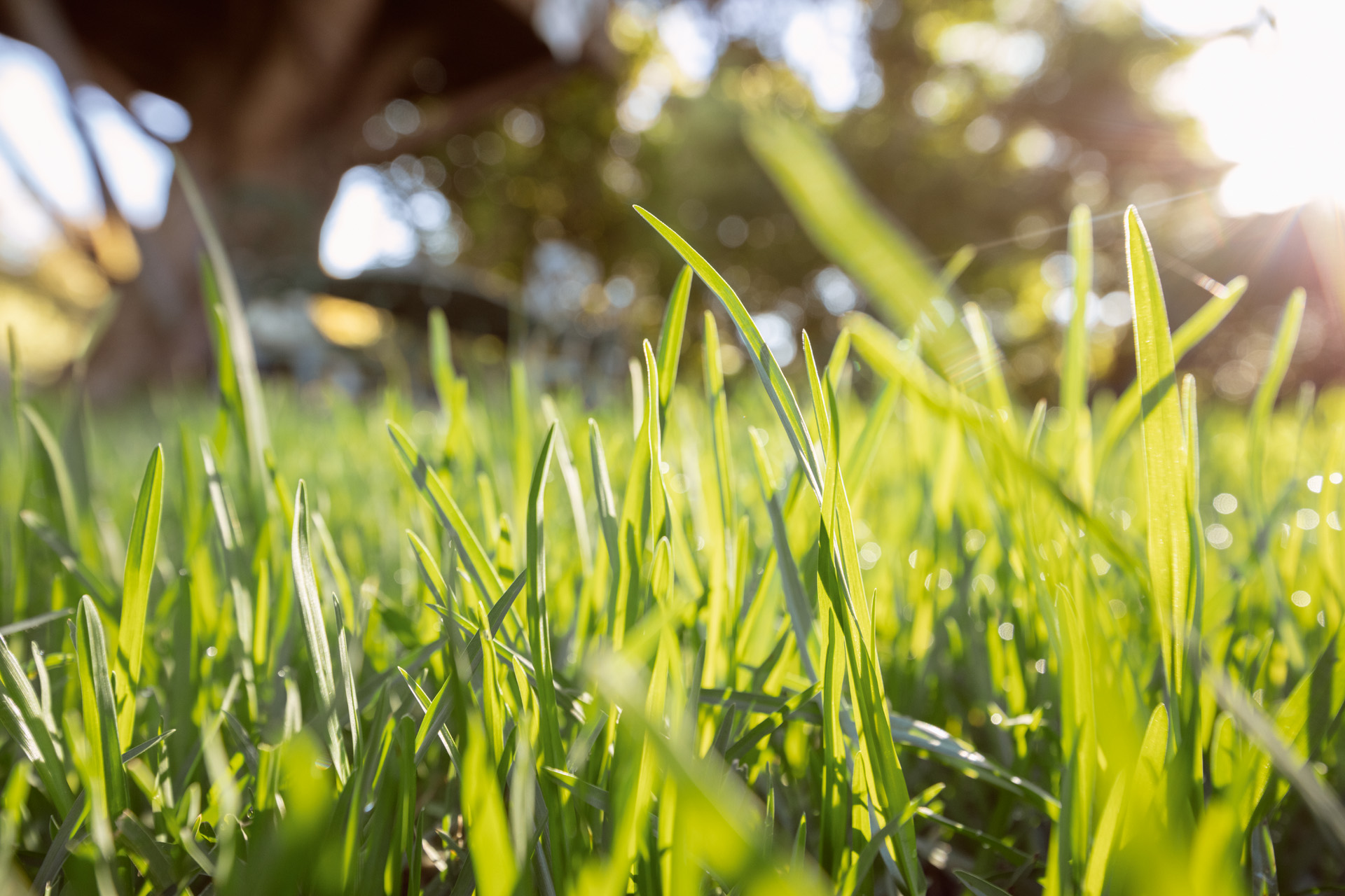 Primer plano de hojas verdes de hierba al sol con césped nuevo.