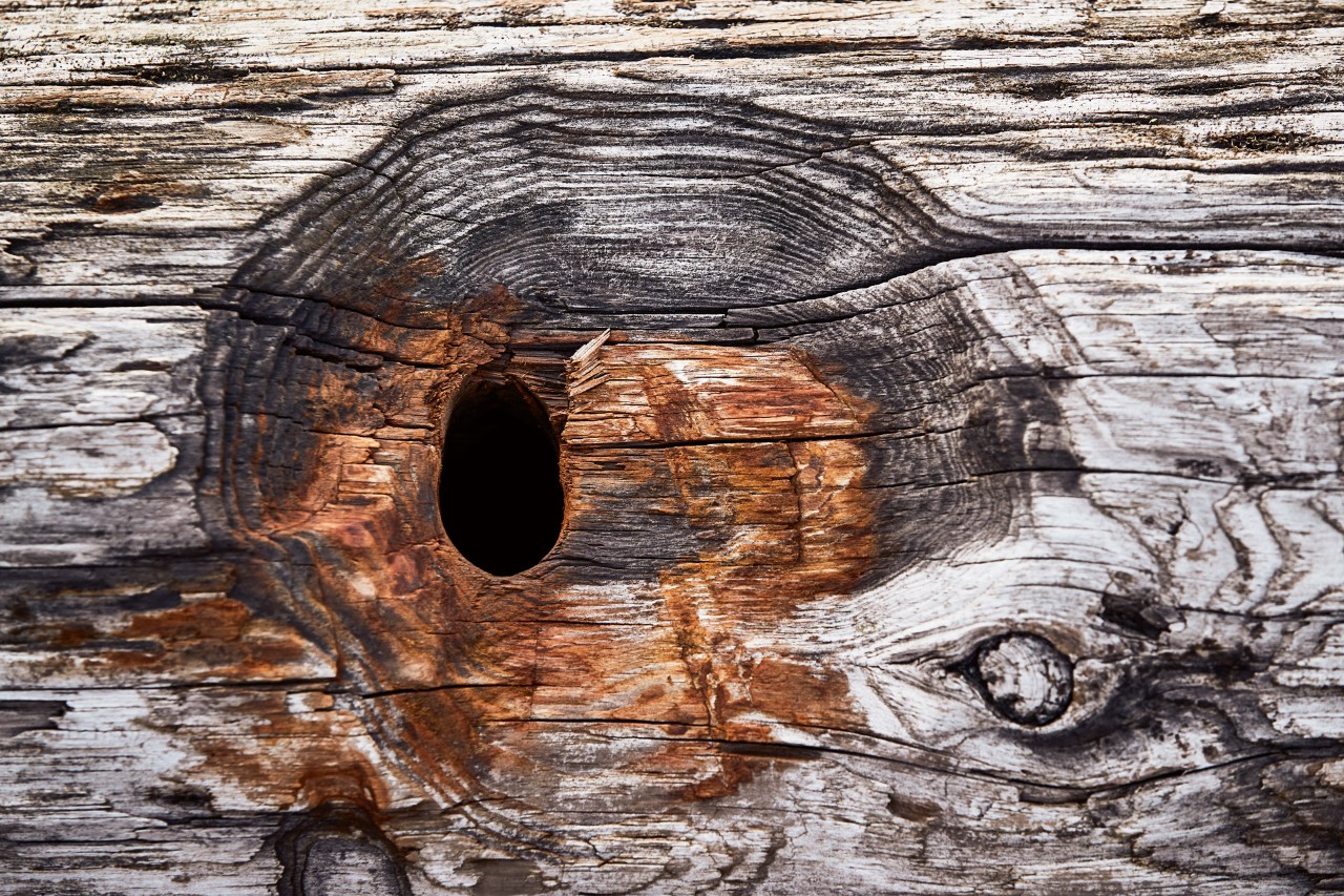 Primer plano de un orificio de entrada de madera desgastada antes de construir una casa de pájaros con STIHL.