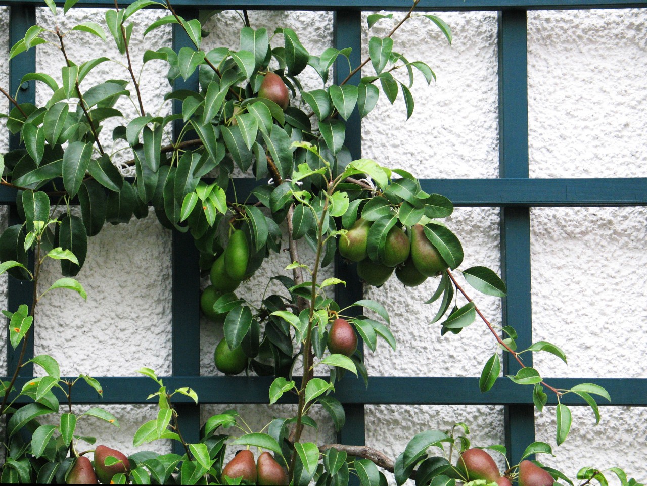 Ramas con peras delante de una espaldera verde oscuro sobre una pared clara