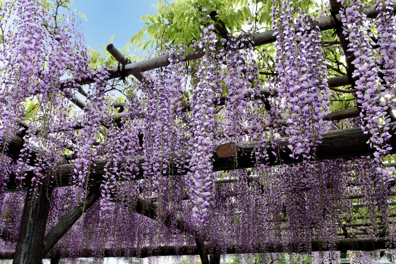 Pérgola de madera cubierta de wisteria