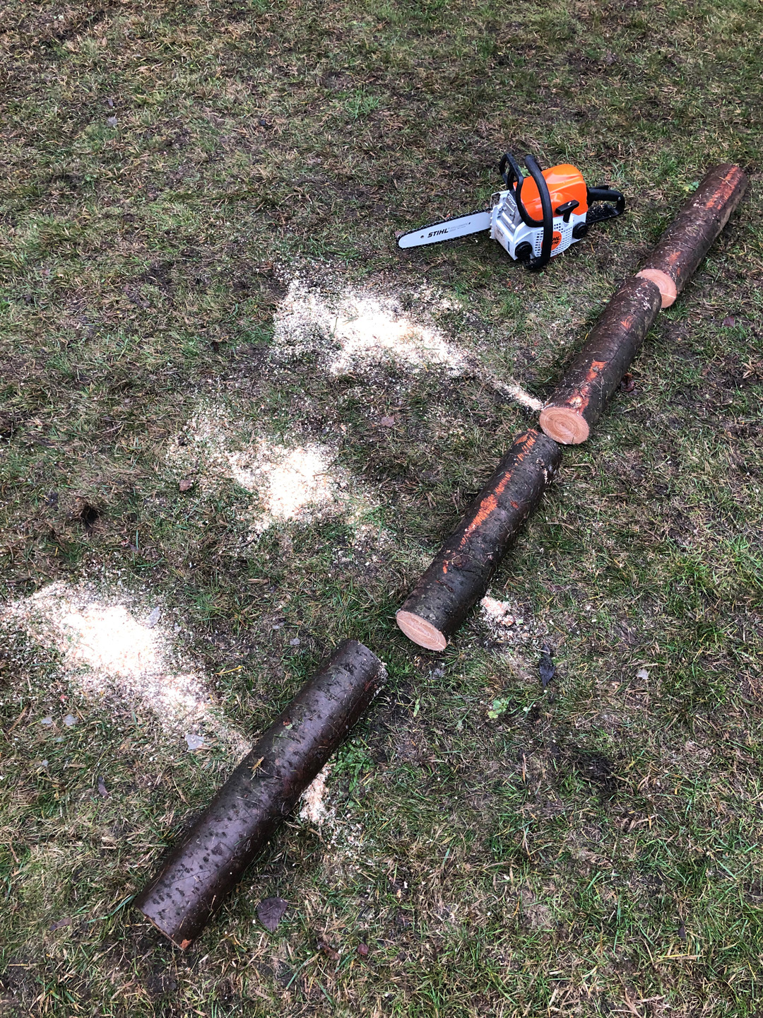 Construir una mesa de cultivo: un tronco cortado sobre el césped con una motosierra de gasolina STIHL MS 170.