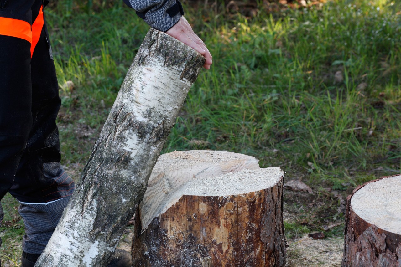 Crea tus velas de madera: colocación de un tronco en una muesca en V cortada en un tocón de árbol