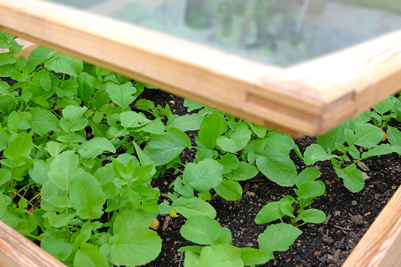 Primer plano de las plantas en un cajón invernadero