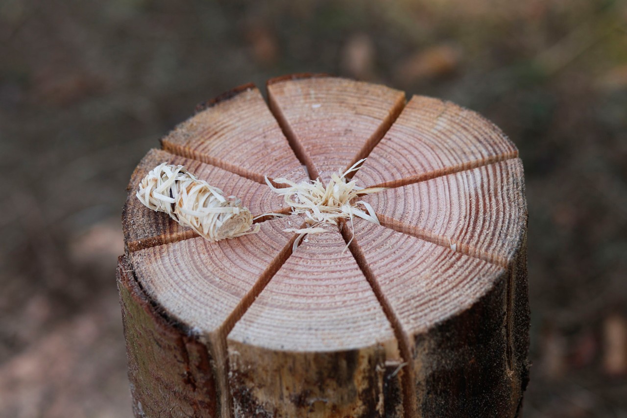La cara superior cortada de un tronco de antorcha sueca con virutas de madera en el centro a modo de yesca.