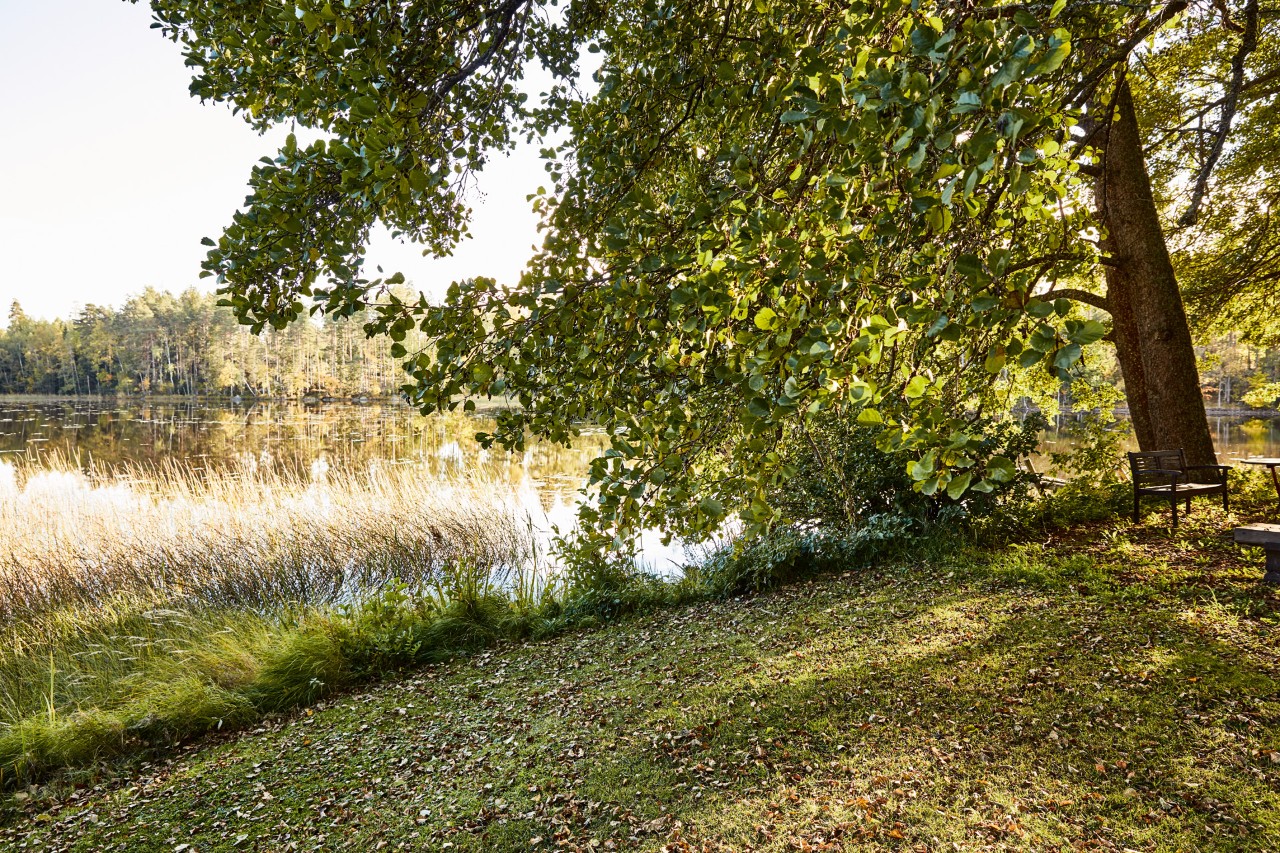 Escena a la orilla de un lago en un día luminoso, con hierbas largas y un árbol 