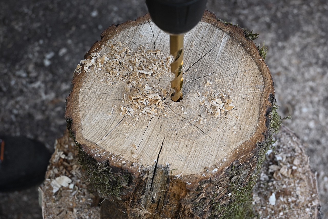 Primer plano de un trozo de árbol recién cortado y perforado en el centro con virutas de madera