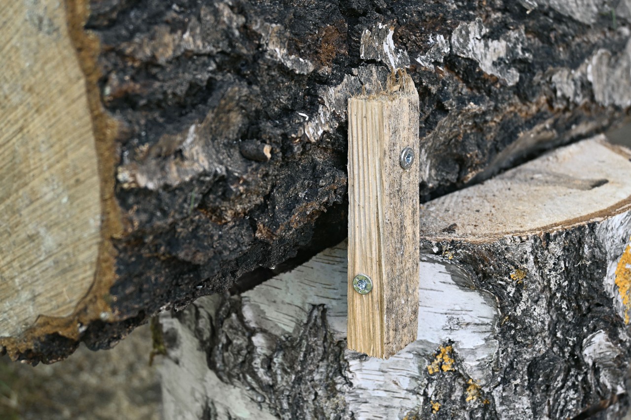 Sección de listones de madera para fijar la pieza del tronco del árbol