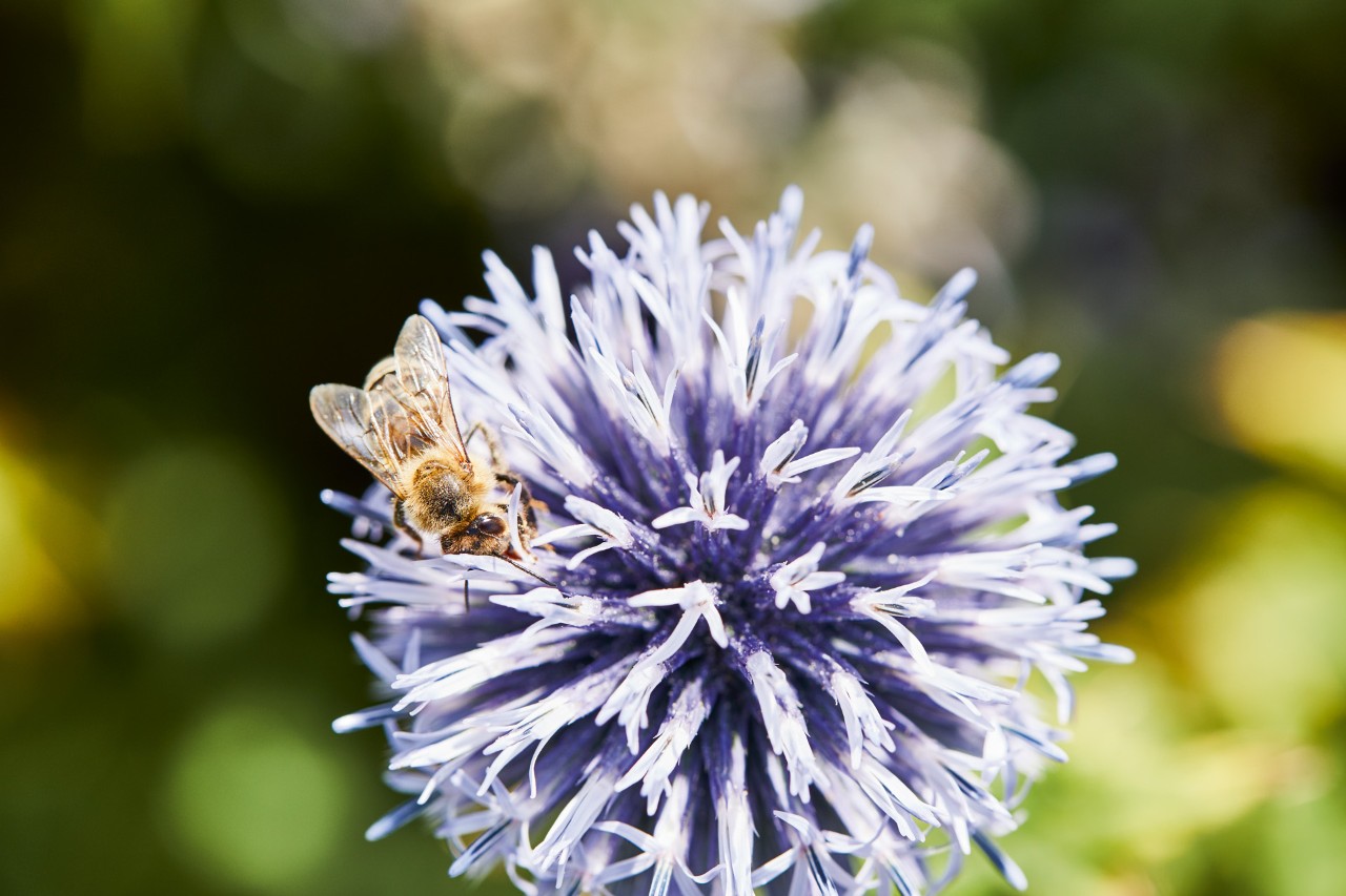 Una abeja en una flor lila.