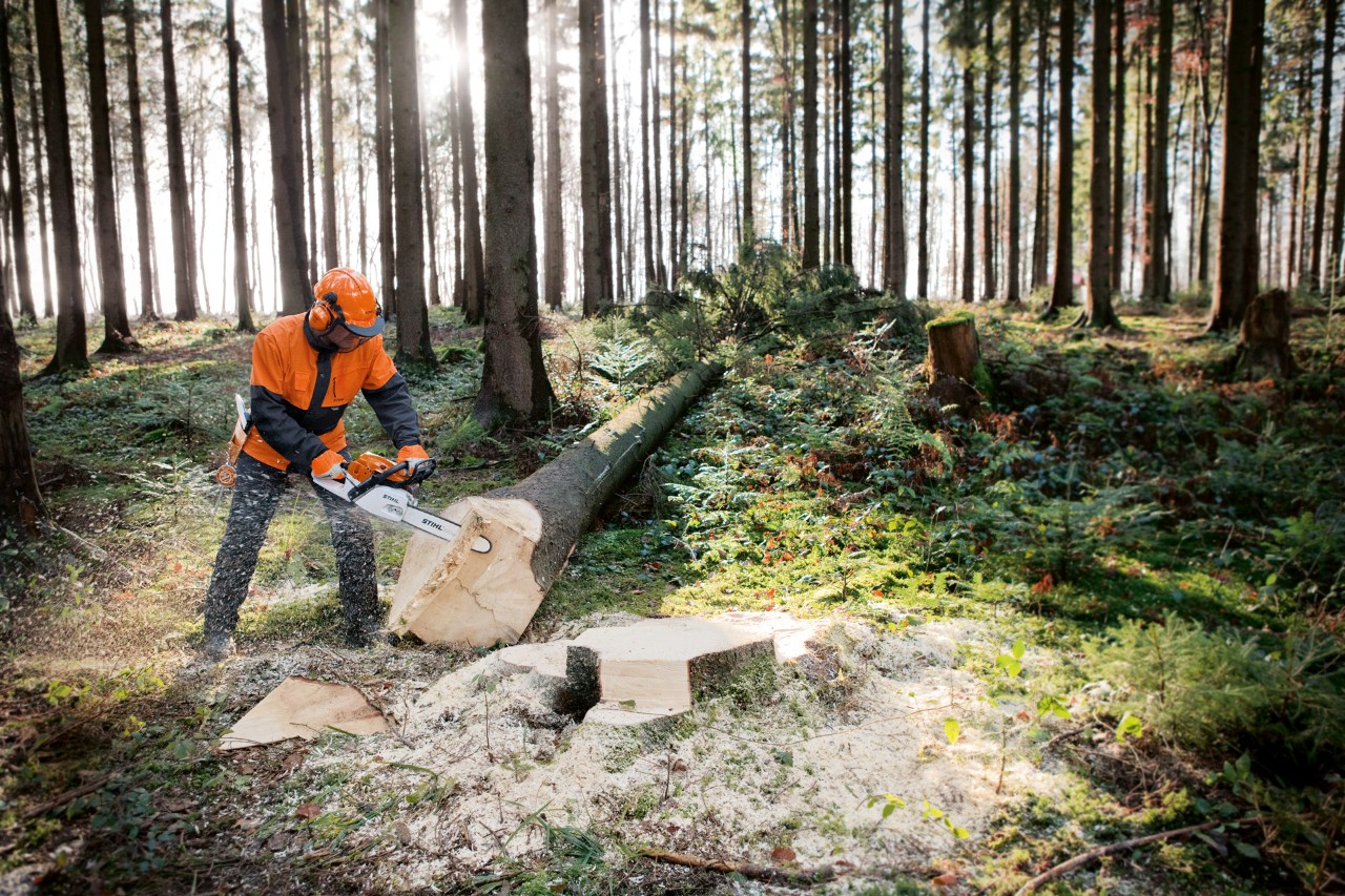 Una motosierra de gasolina STIHL MS 261 con M-Tronic y tensión rápida de cadena siendo utilizada en un árbol talado.