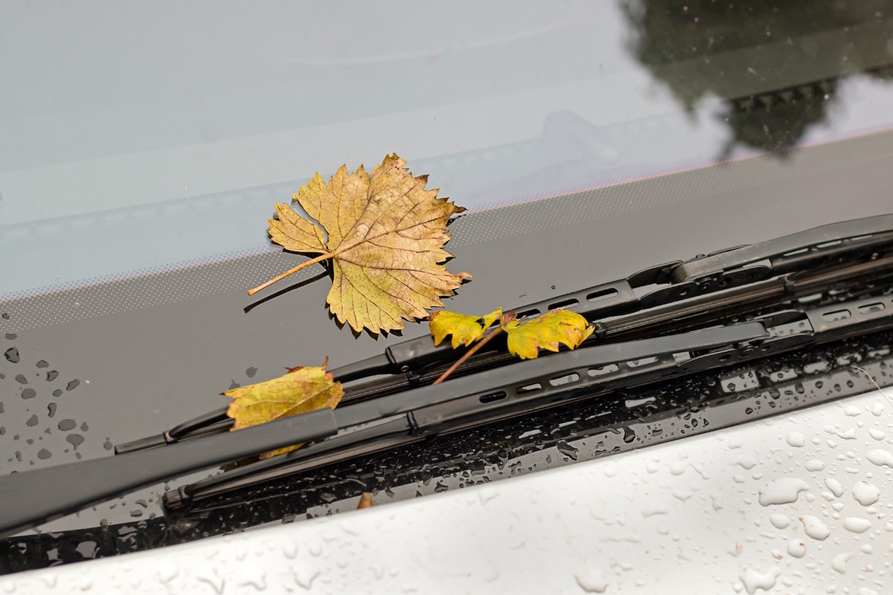 Primer plano de hojas amarillas en el parabrisas y los limpiaparabrisas de un coche