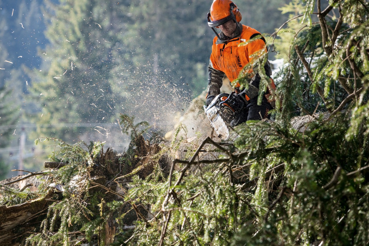 Un hombre con ropa seguridad utilizando una motosierra de gasolina STIHL MS 462 C-M para desramar un pino caído.