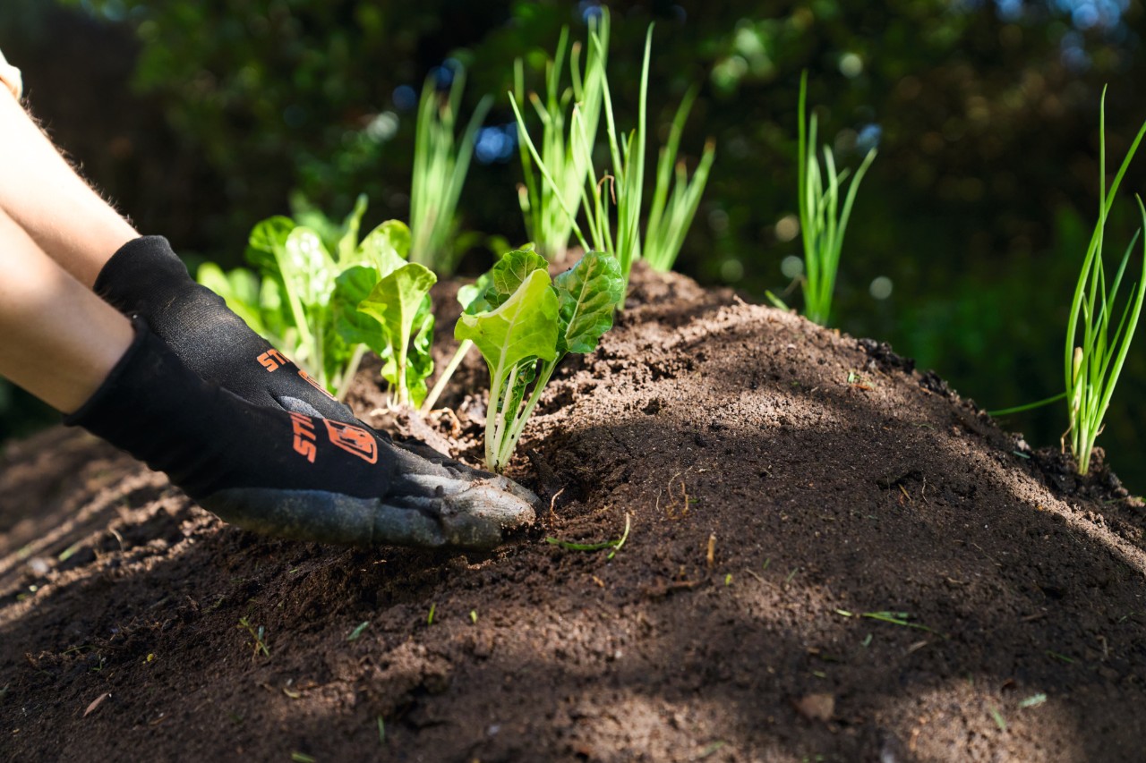Primer plano de cómo alguien coloca plantas jóvenes en un bancal de cama elevada