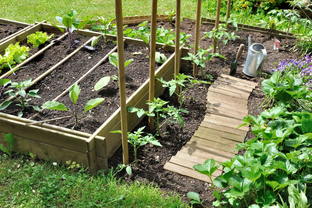 Pasarela para arriate hecha de listones de madera en un bancal de hortalizas