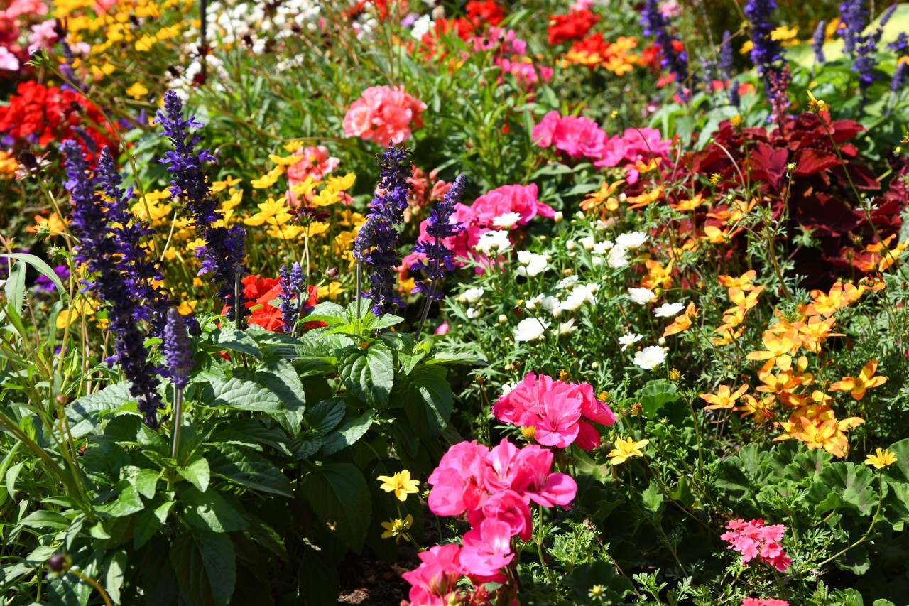 Jardinera de variedades perennes con flores de varios colores.