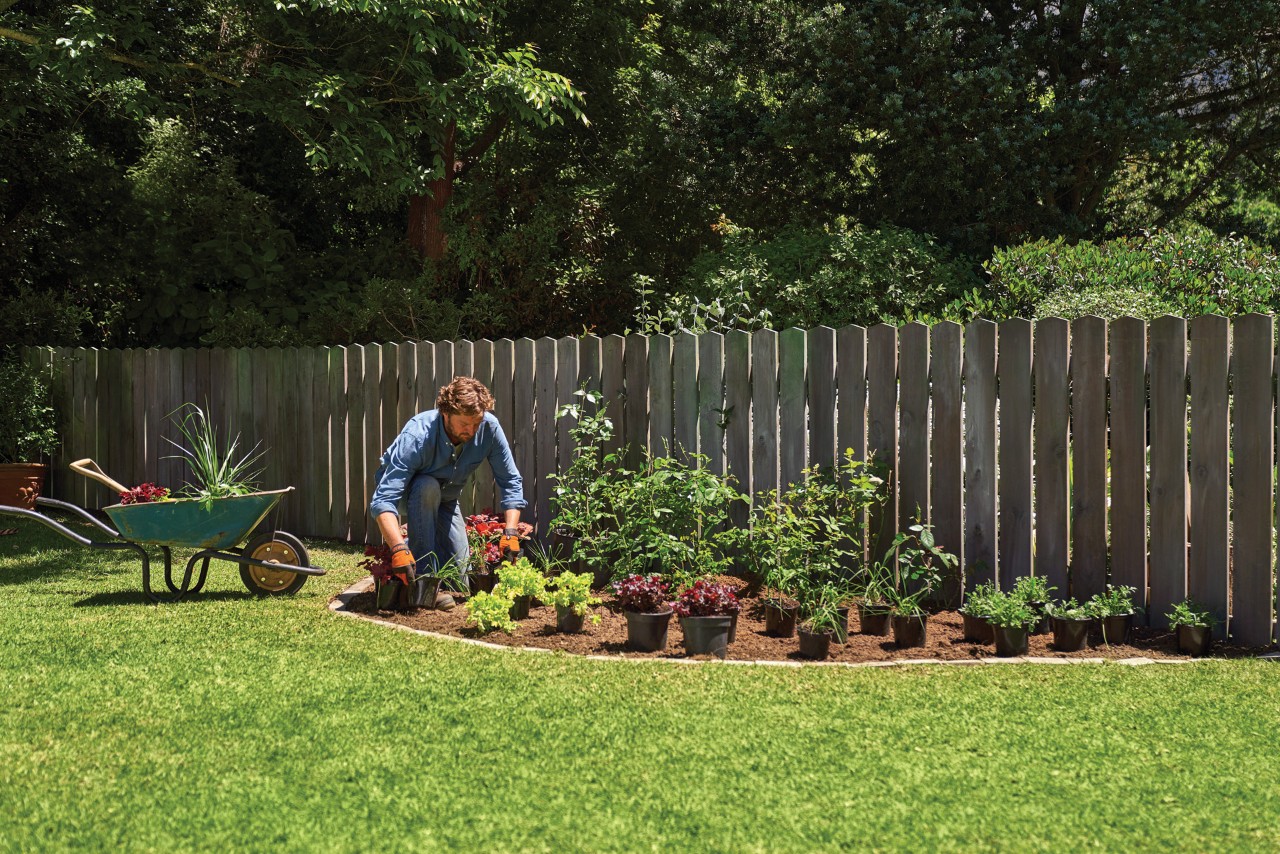 Un hombre organiza las plantas perennes para parterres en sus macetas.