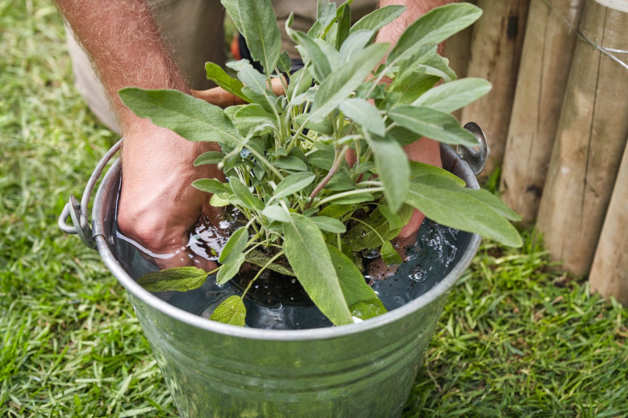 Primer plano de cómo regar una maceta en un cubo con agua