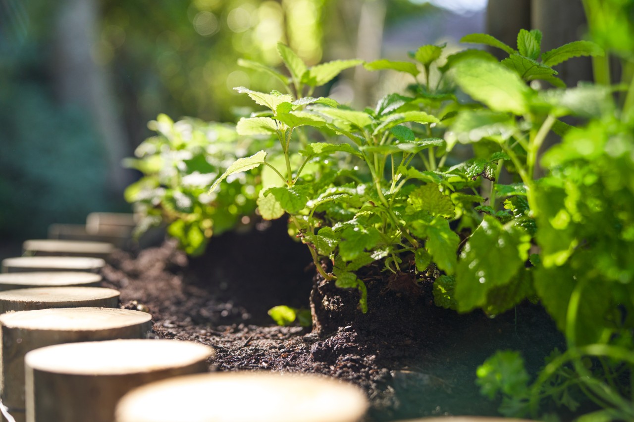 Primer plano de hierbas en una espiral de hierbas plantadas