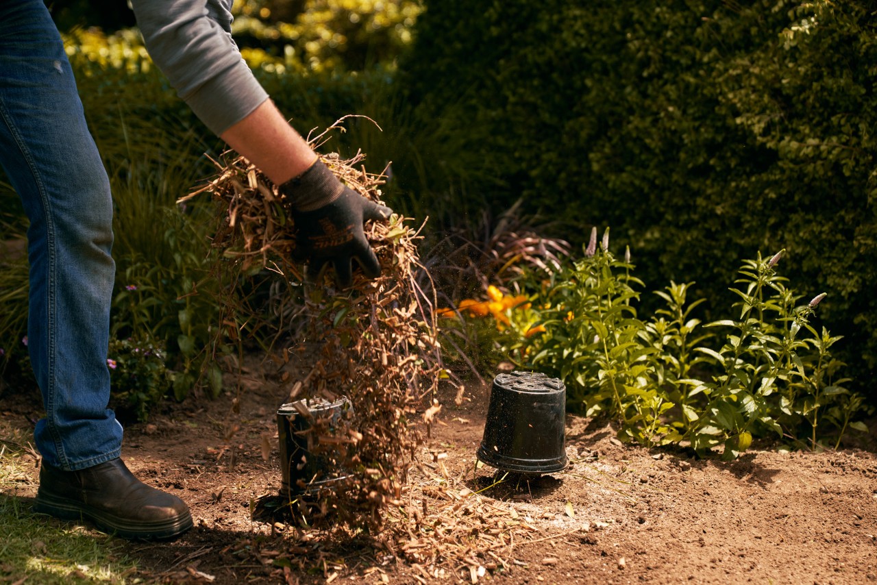 Suelo cubierto con un mantillo de hojas y materia vegetal triturada para cubrir parterres de hortalizas para invierno.