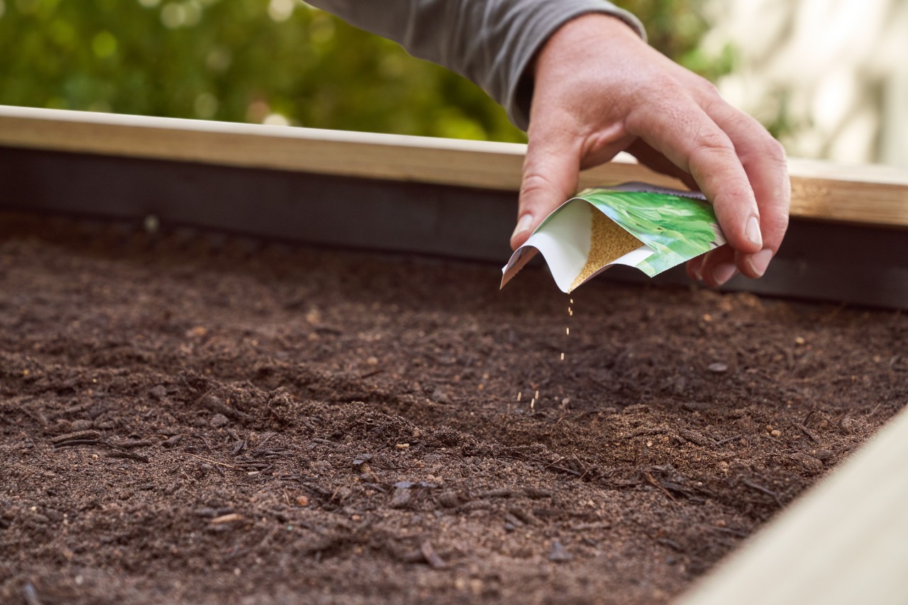 Primer plano de una persona plantando semillas en una mesa de cultivo.
