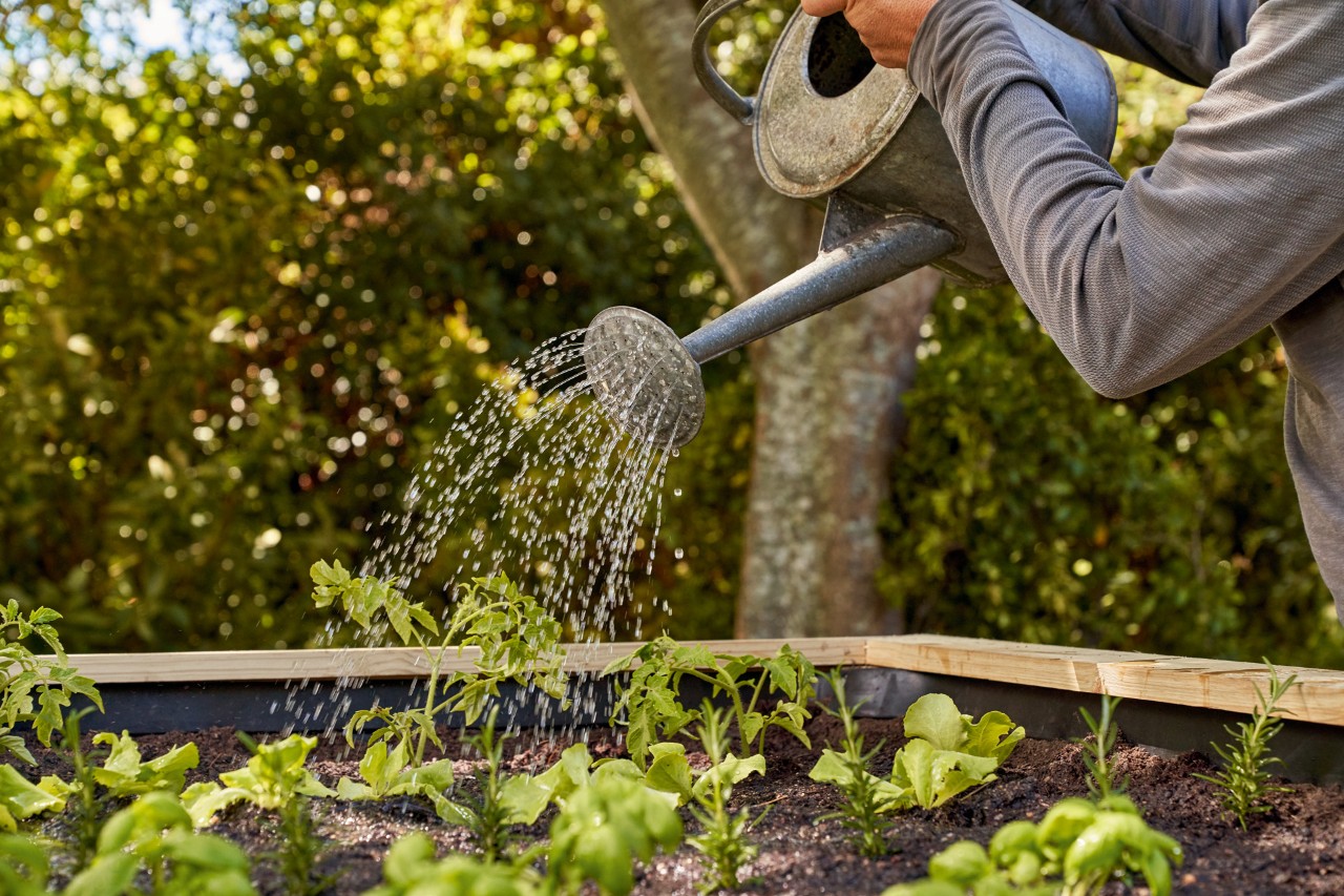 Una persona riega las plantas en una mesa de cultivo con una regadera.