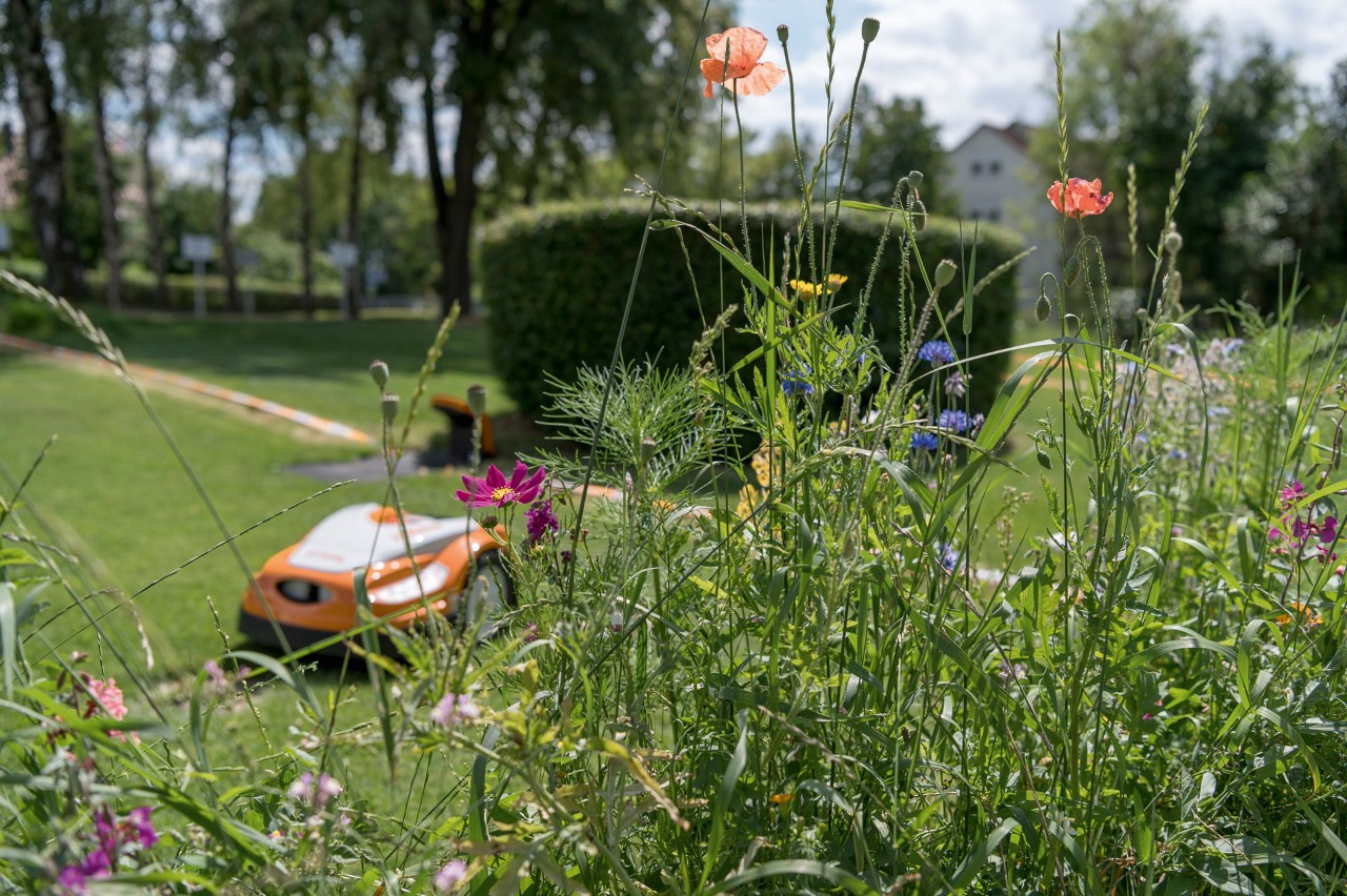 Amapola roja, aciano y otras flores silvestres; en segundo plano, un robot cortacésped STIHL iMOW® en un jardín