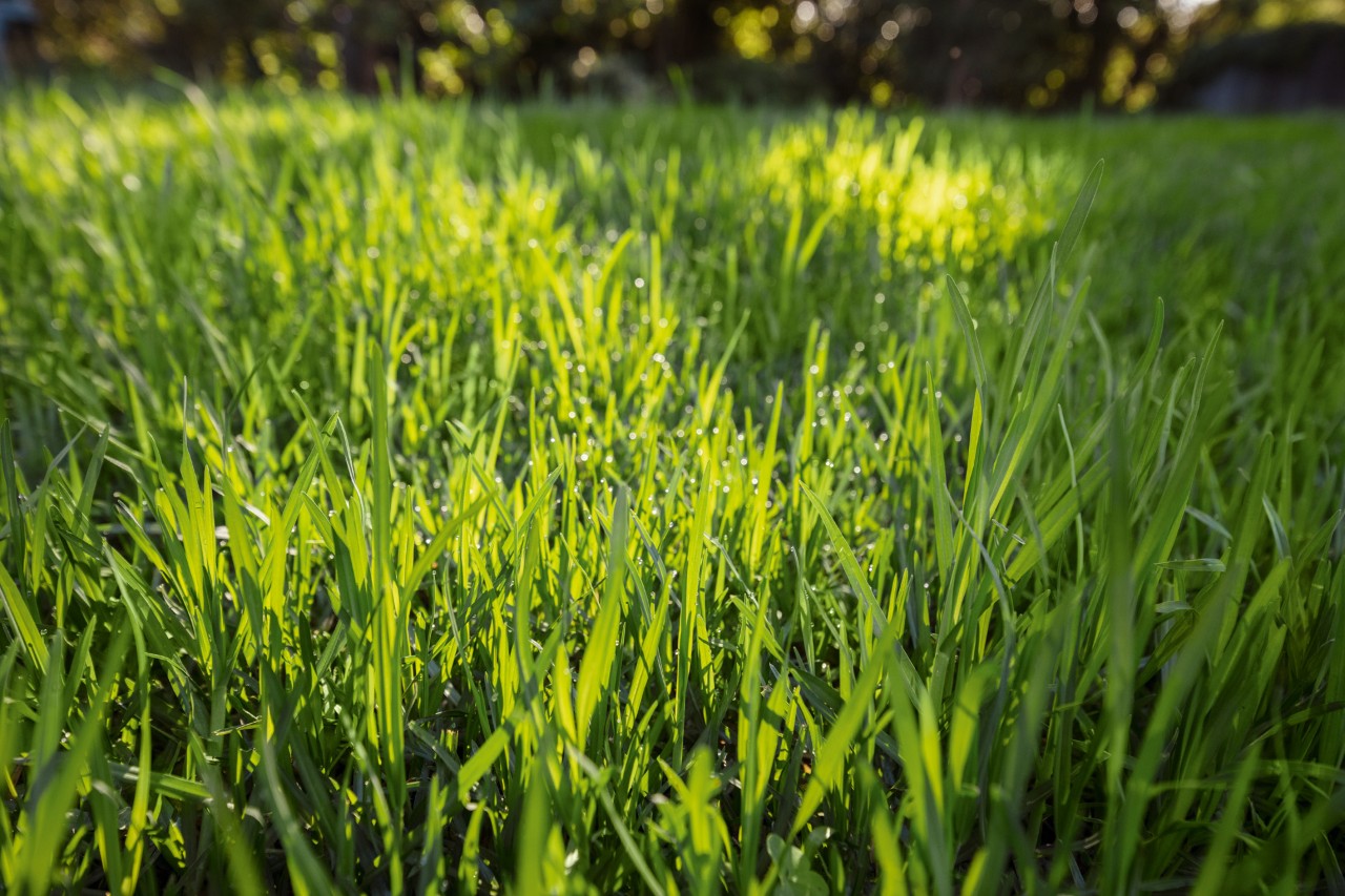 Primer plano de hierba verde al sol