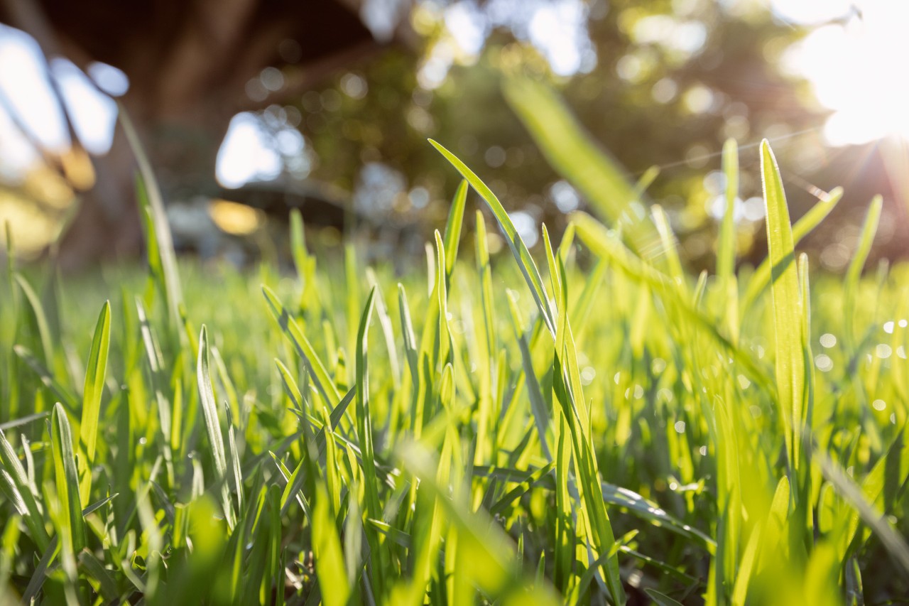 Primer plano de hojas verdes de hierba al sol con césped nuevo.