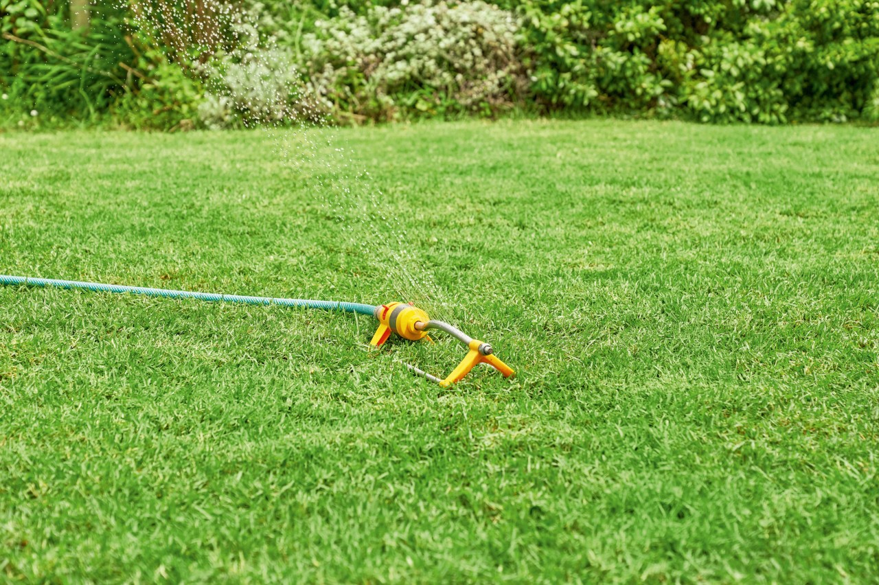 Un aspersor regando el jardín después de la siembra del césped.