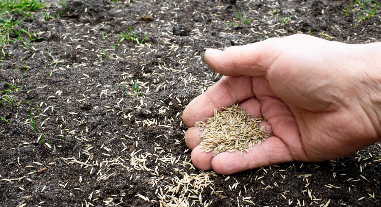 Semillas de hierba esparcidas a mano sobre la tierra después de la instalación de césped natural.