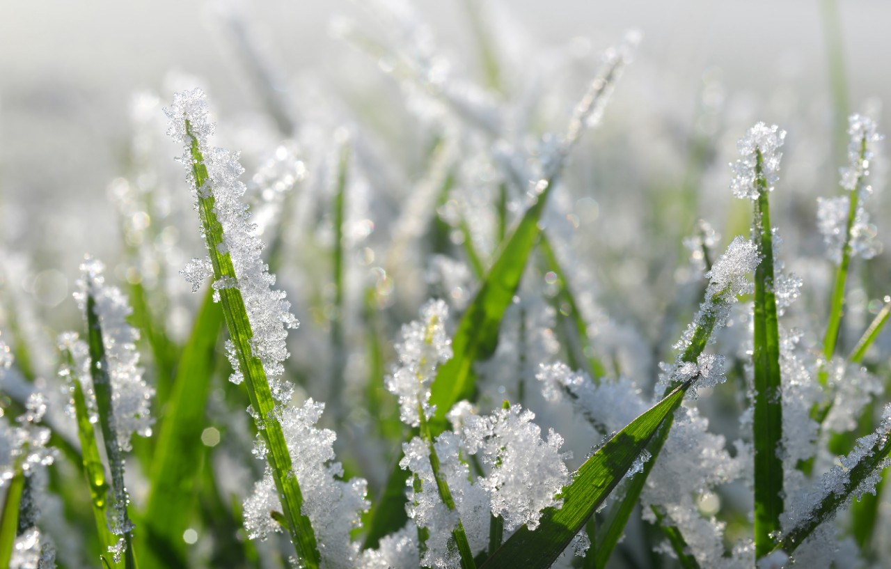 Primer plano de hojas de hierba con cristales de hielo y nieve
