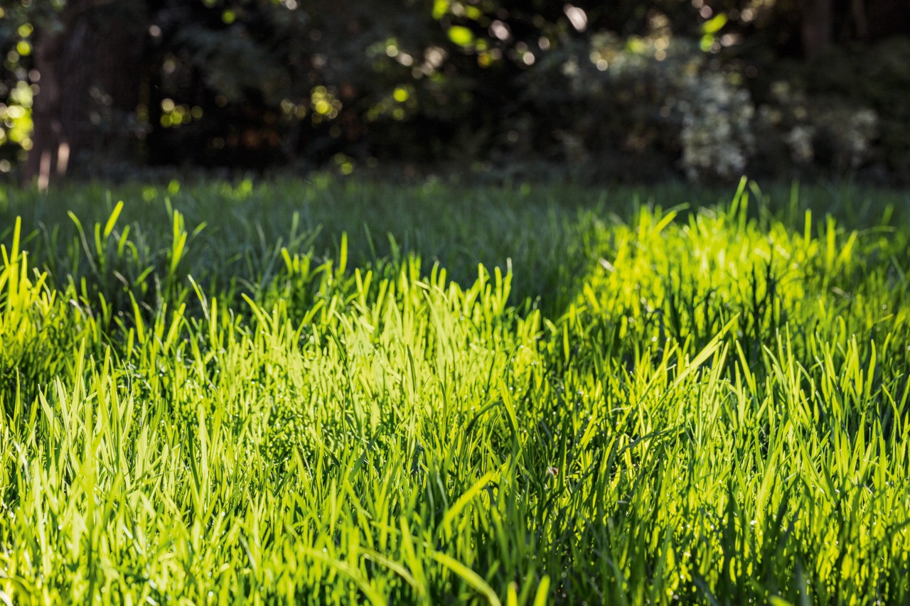 Primer plano de un césped verde bien cuidado al sol