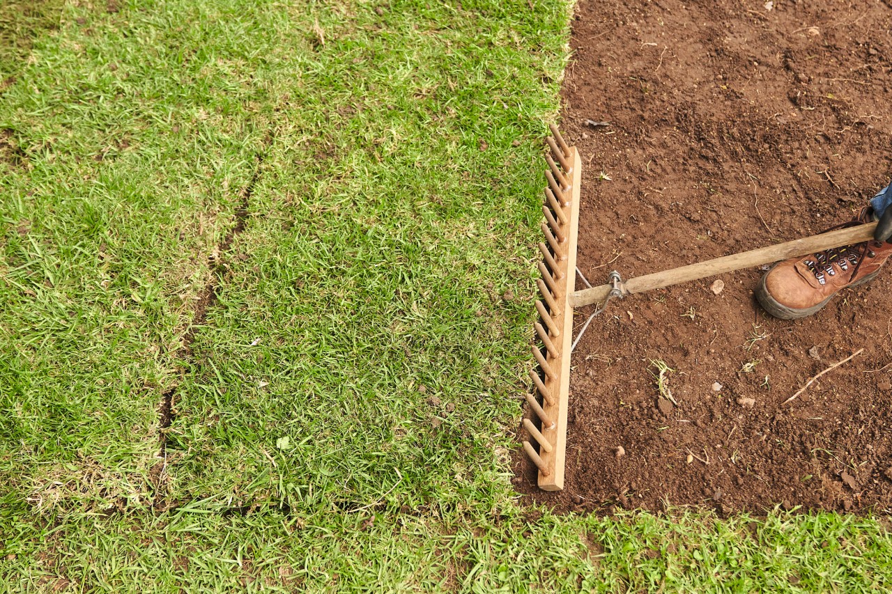 Las juntas entre las planchas de césped se cierran con un rastrillo de madera 