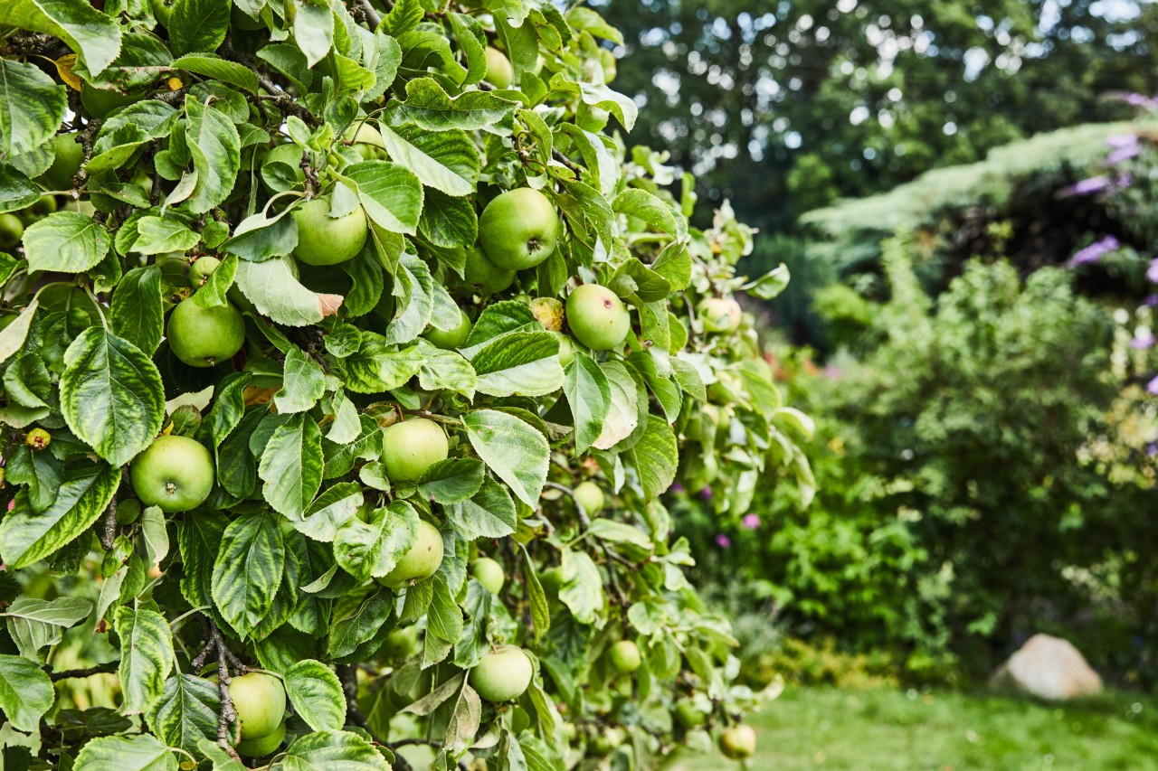 Manzanas verdes en un manzano muy frondoso