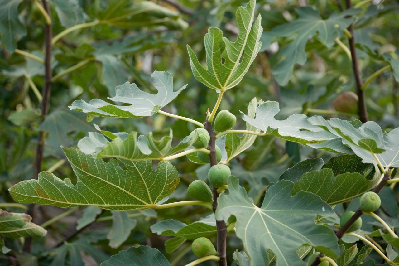 Higuera con higos y hojas en un primer plano en una zona con mucho a´rbol