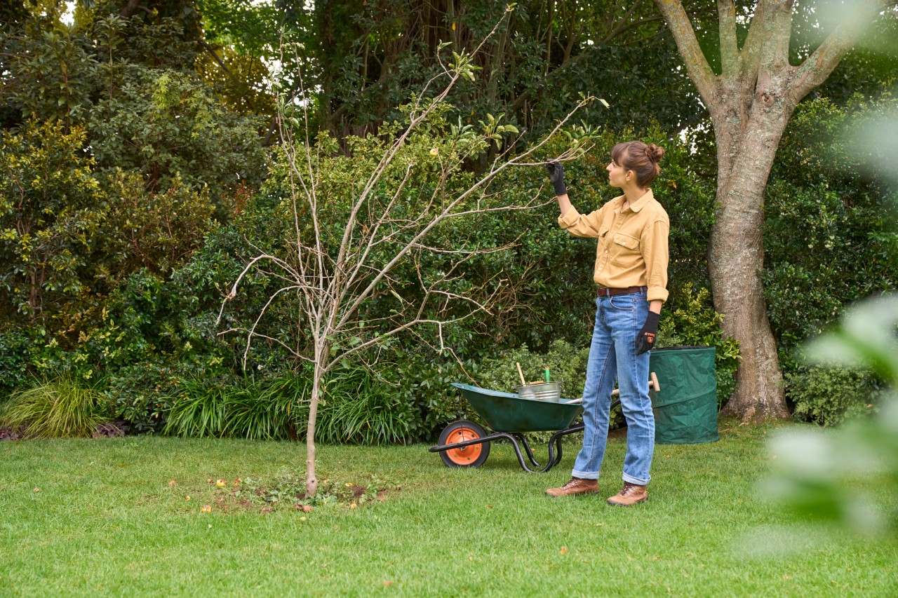 Mujer haciendo trabajos de mantenimiento en un árbol de pequeño tamaño