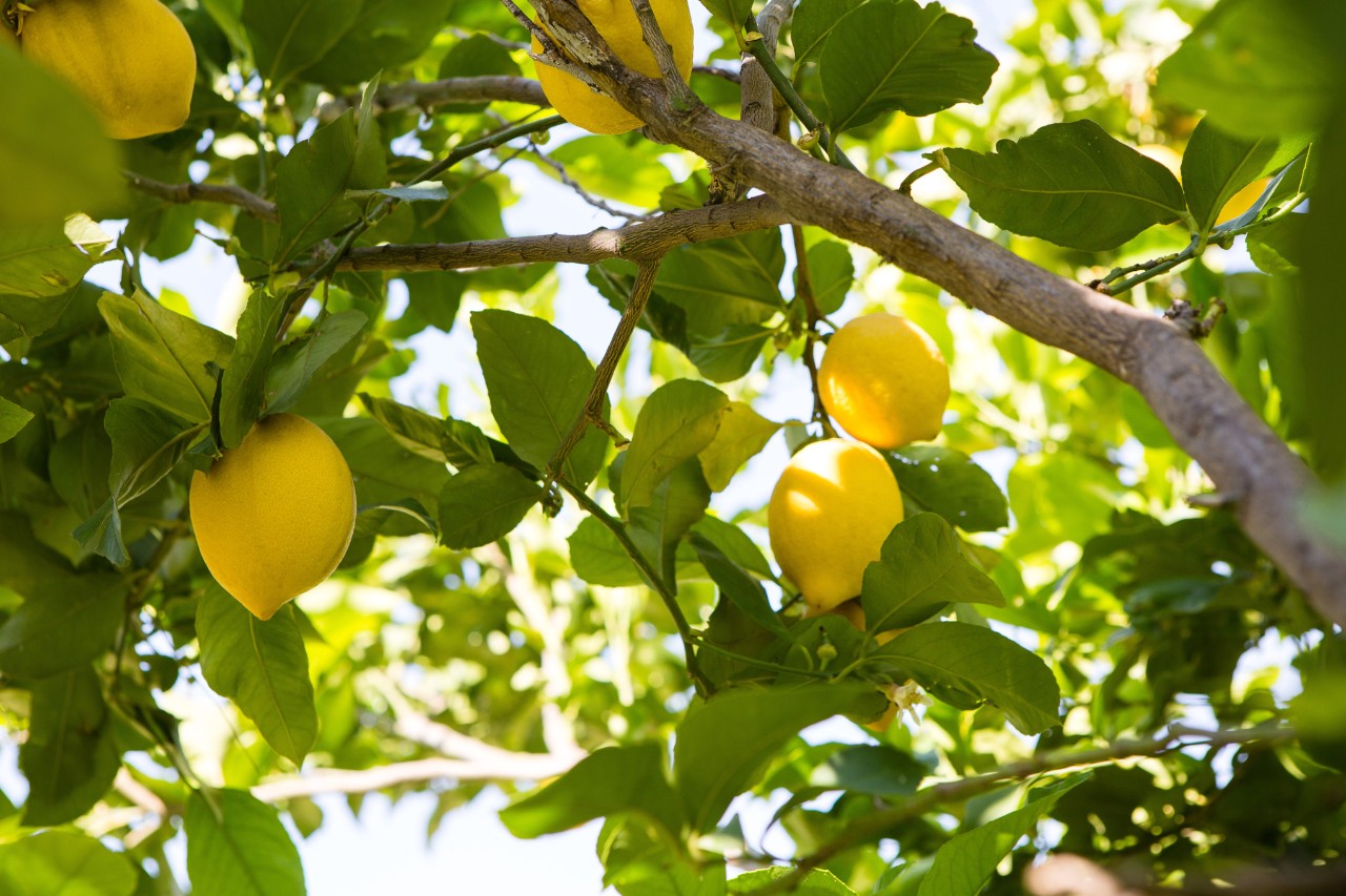 limonero