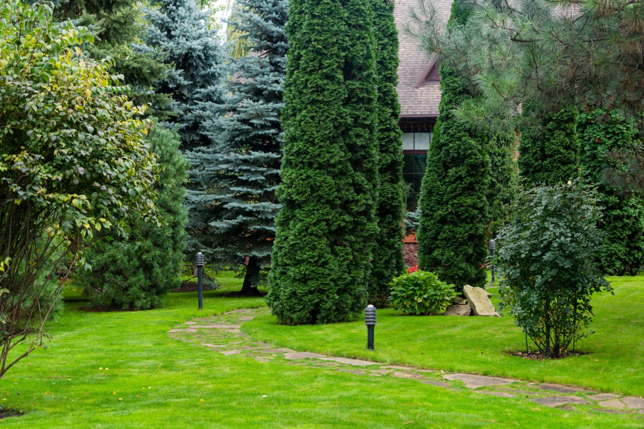 Parcela de jardín con césped y árboles perennes